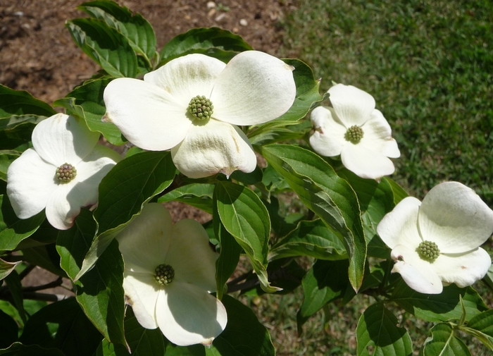 Dogwood - Cornus kousa from How Sweet It Is