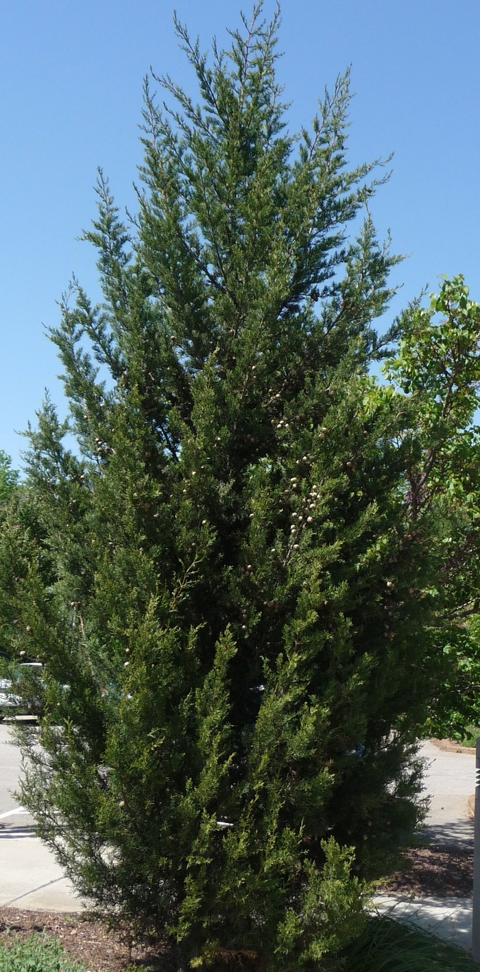 Italian Cypress - Cupressus sempervirens from How Sweet It Is