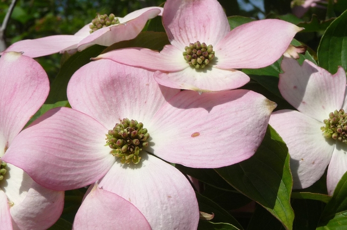 Dogwood - Cornus x 'Stellar Pink™' from How Sweet It Is