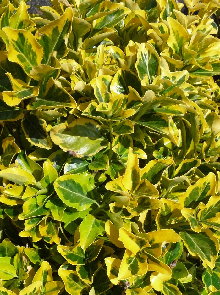 Euonymus - Euonymus japonicus 'Aureo-marginatus' from How Sweet It Is