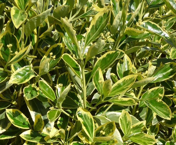 Euonymus - Euonymus japonicus 'Silver King' from How Sweet It Is