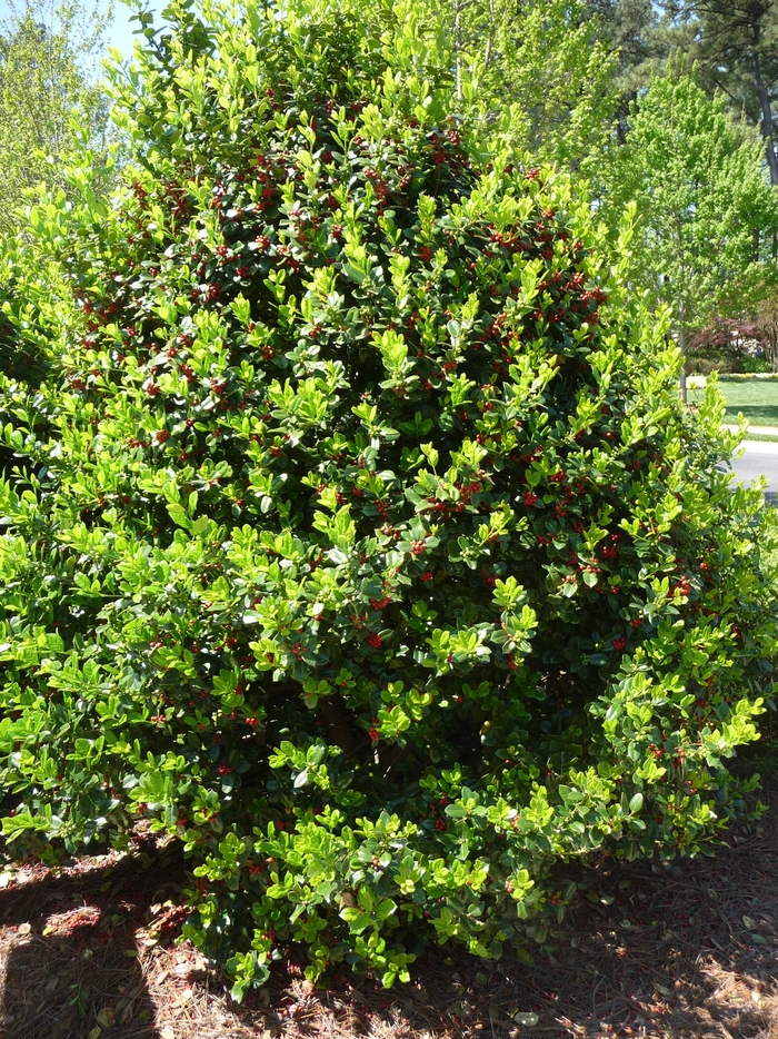 Holly - Ilex cornuta 'Burfordii Nana' Dwarf from How Sweet It Is