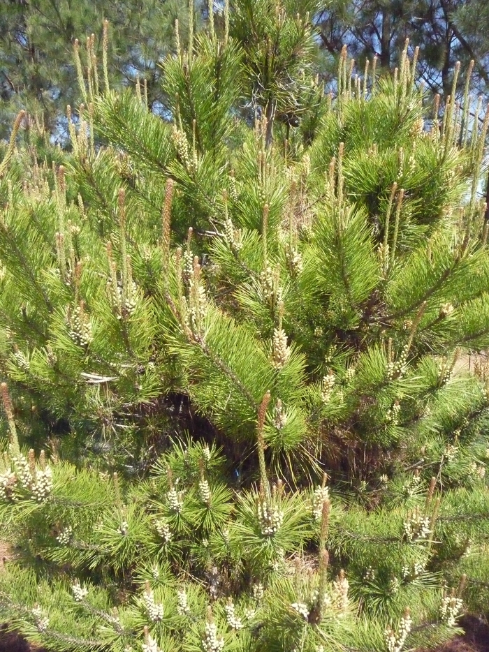 Pine - Pinus thunbergii 'Japanese Black' from How Sweet It Is