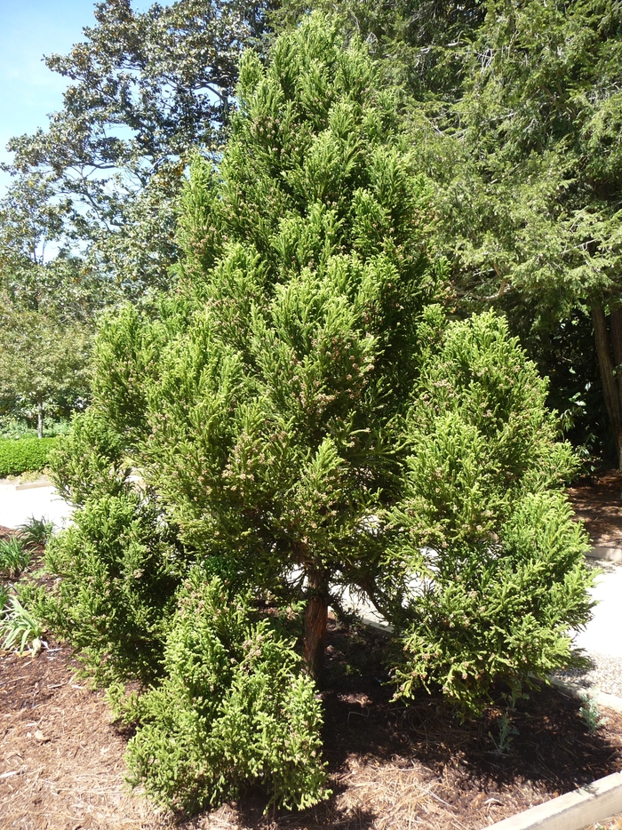 Cryptomeria - Cryptomeria 'Black Dragon' from How Sweet It Is