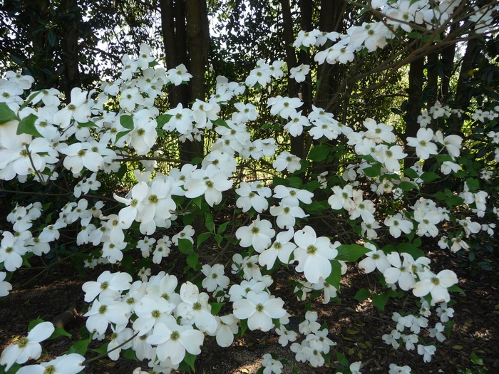 Dogwood - Cornus from How Sweet It Is