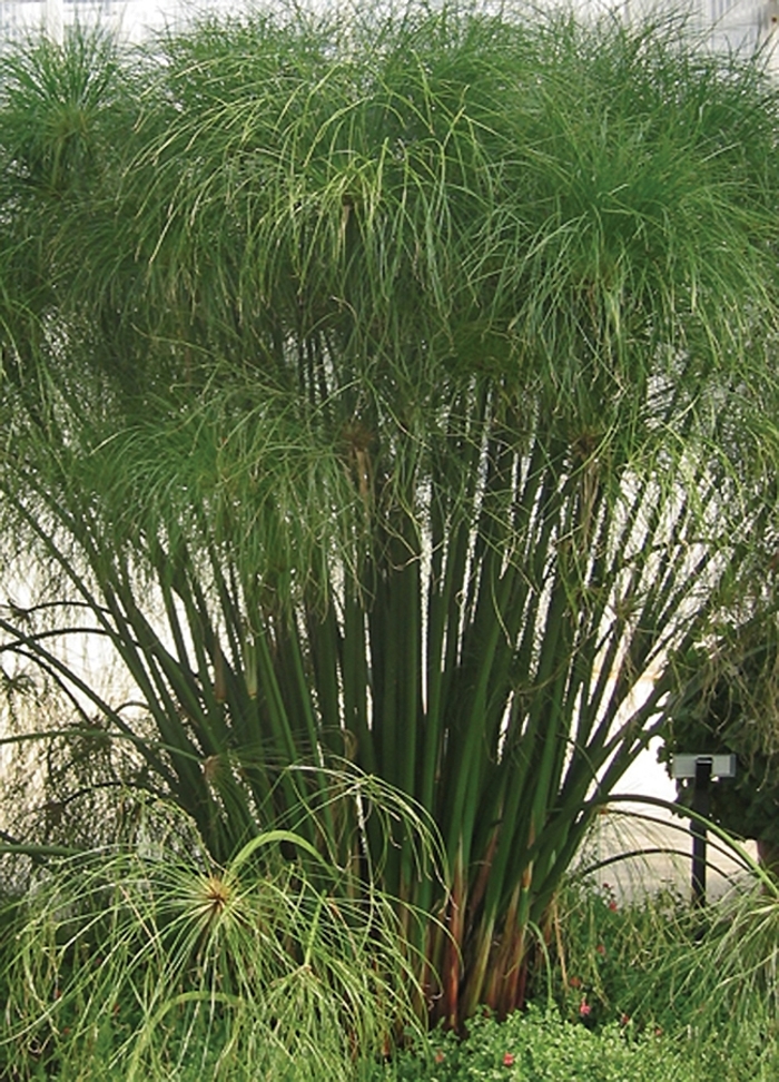 Graceful Grasses® King Tut® - Cyperus papyrus from How Sweet It Is