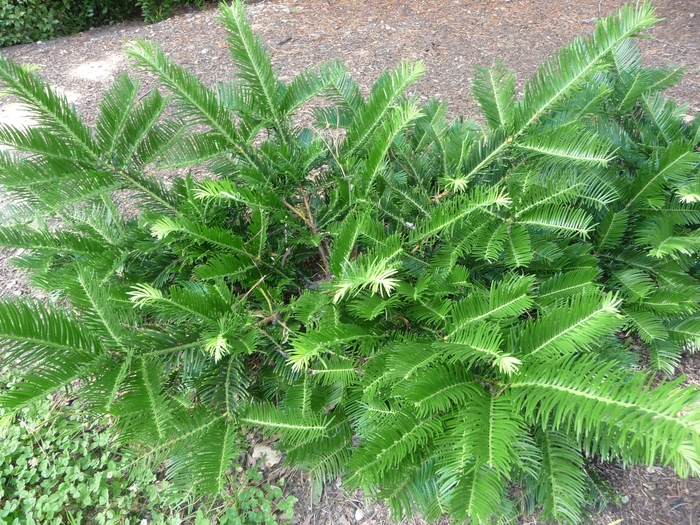 Yew - Cephaltaxus sinensis from How Sweet It Is