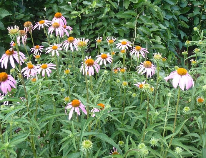 Coneflower - Echinacea purpurea from How Sweet It Is