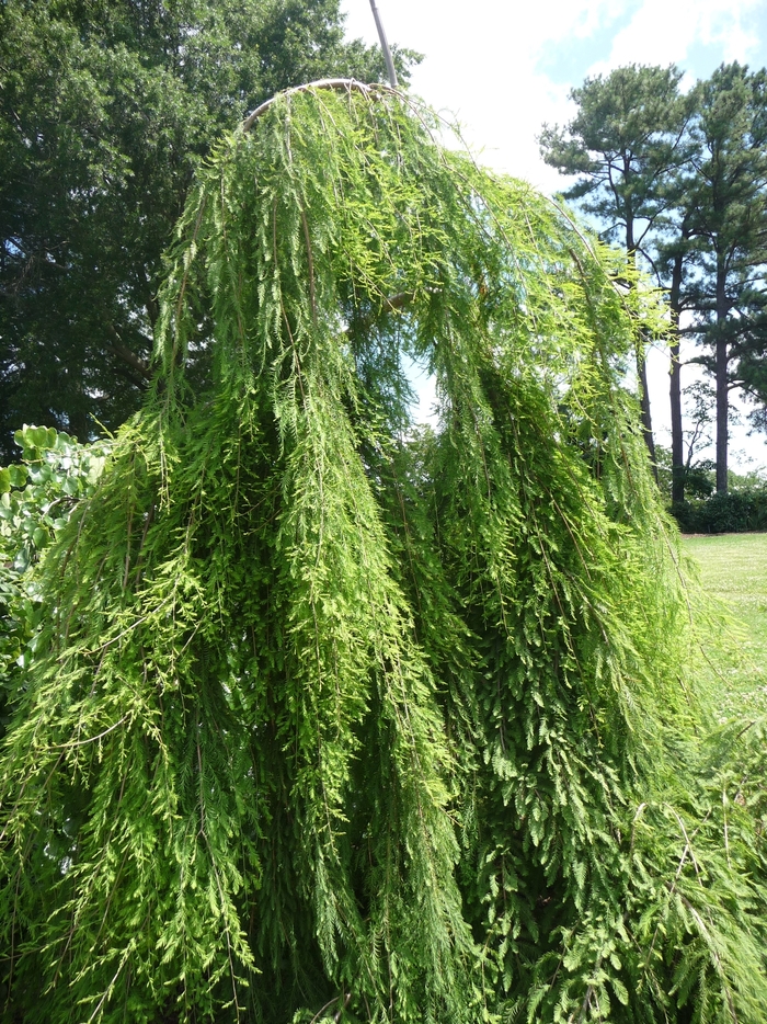 Cascade Falls Weeping Bald Cypress - Taxodium distichum 'Cascade Falls' from How Sweet It Is