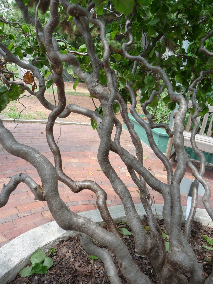 Harry Lauder's Walking Stick - Corylus avellana 'Contorta' from How Sweet It Is