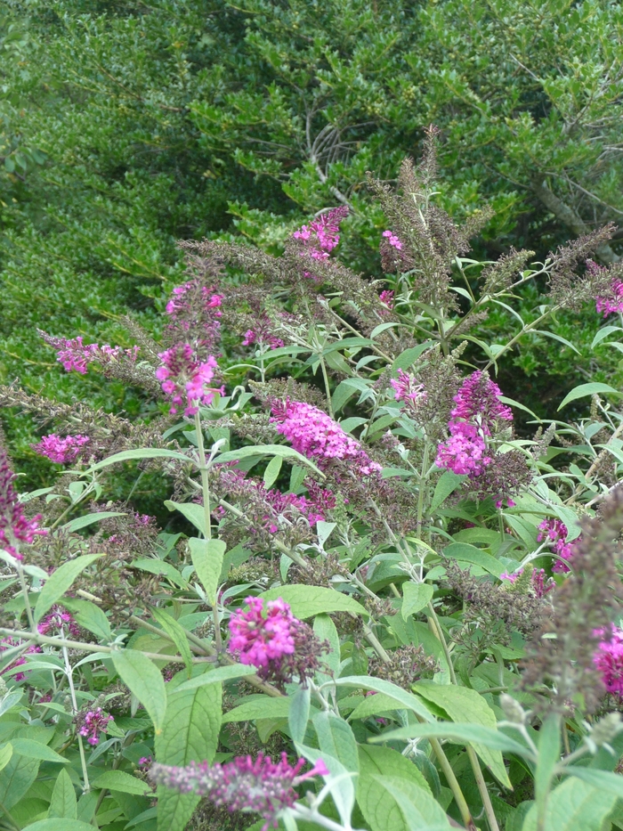 'Miss Ruby' - Buddleia davidii from How Sweet It Is