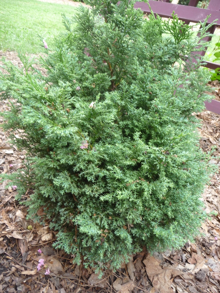 Split Rock Hinoki Falsecypress - Chamaecyparis obtusa 'Split Rock' from How Sweet It Is