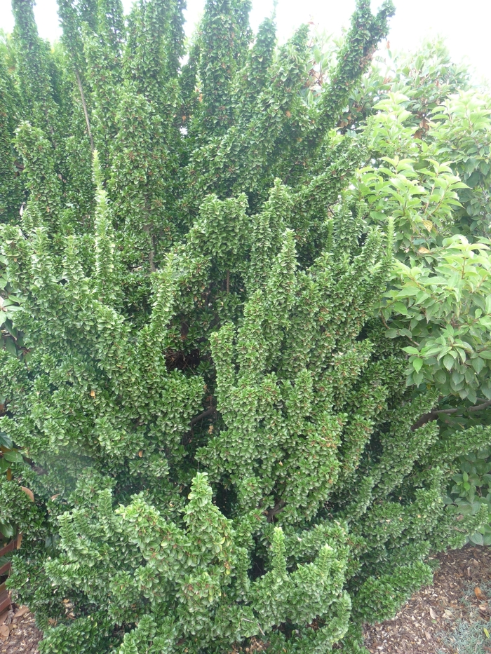 Euonymus - Euonymus japonicus 'Green Spire' from How Sweet It Is