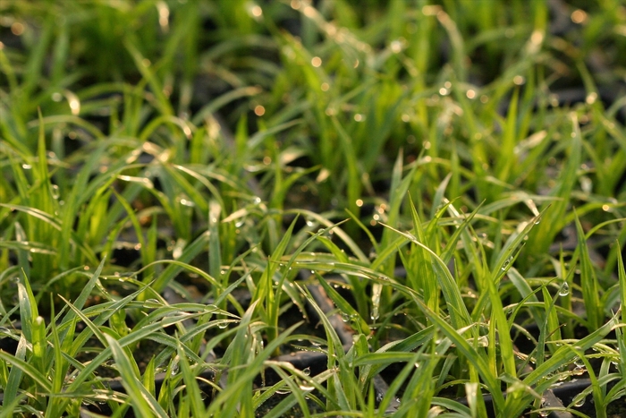 Sedge - Carex lurida from How Sweet It Is