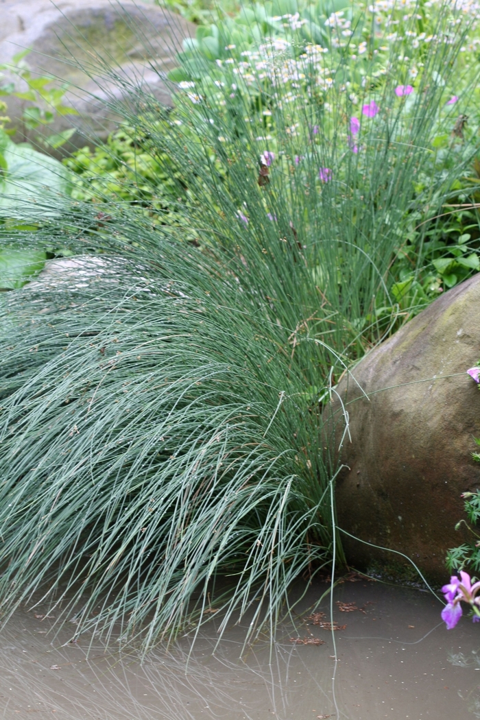 Tussock Sedge - Carex stricta from How Sweet It Is