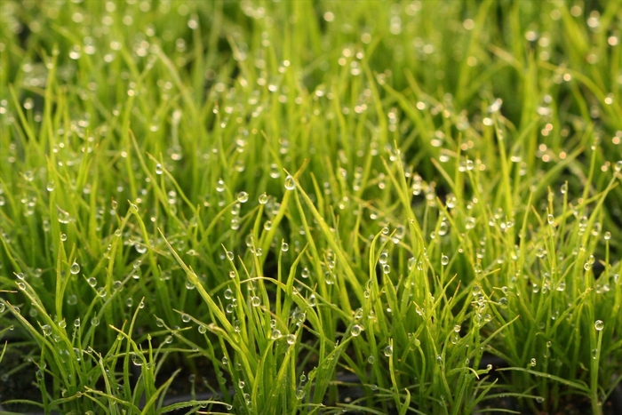 Fox Sedge - Carex vulpinoidea from How Sweet It Is