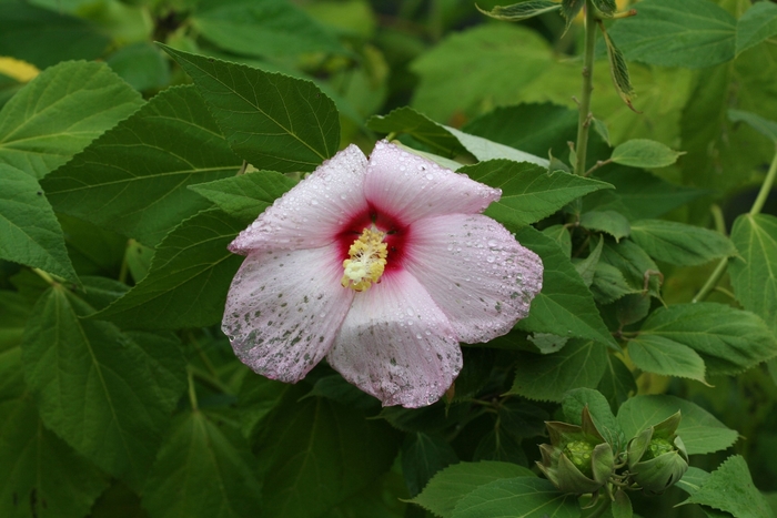 Swamp Rose-mallow - Hibiscus moscheutos from How Sweet It Is