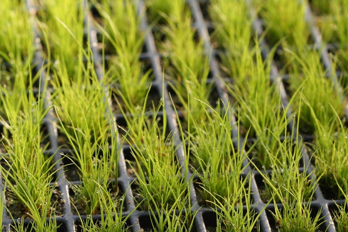 Soft Rush - Juncus effusus from How Sweet It Is