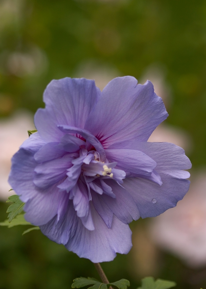 Blue Chiffon® - Hibiscus syriacus from How Sweet It Is