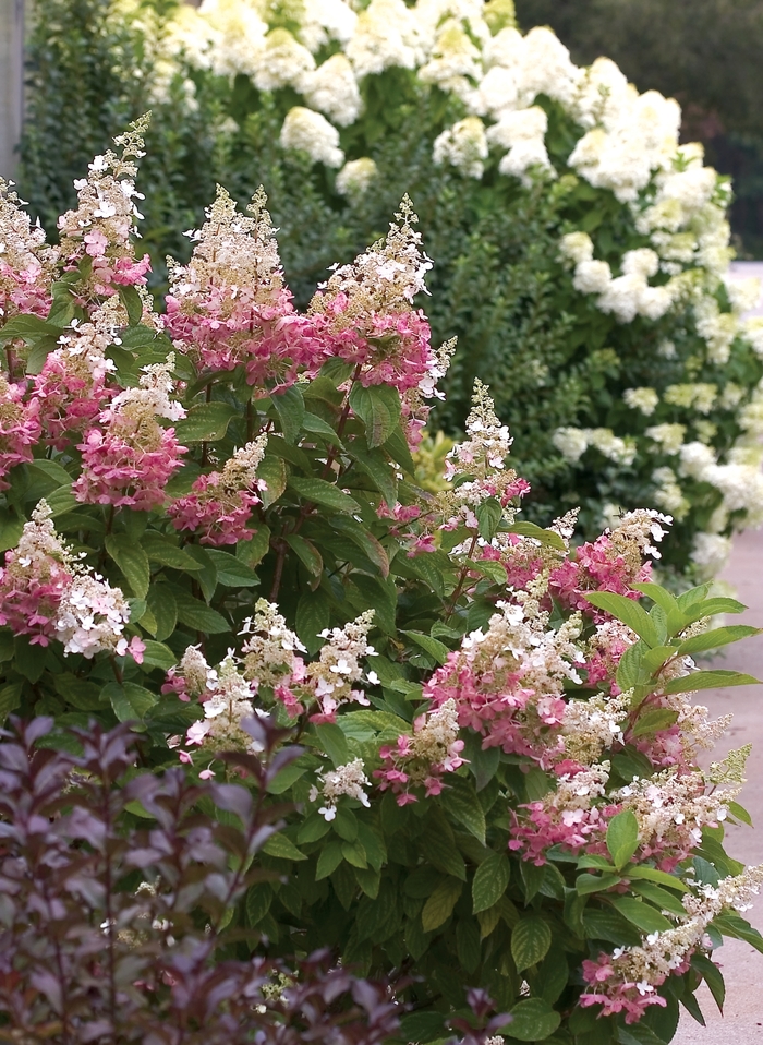 Pinky Winky® - Hydrangea paniculata from How Sweet It Is