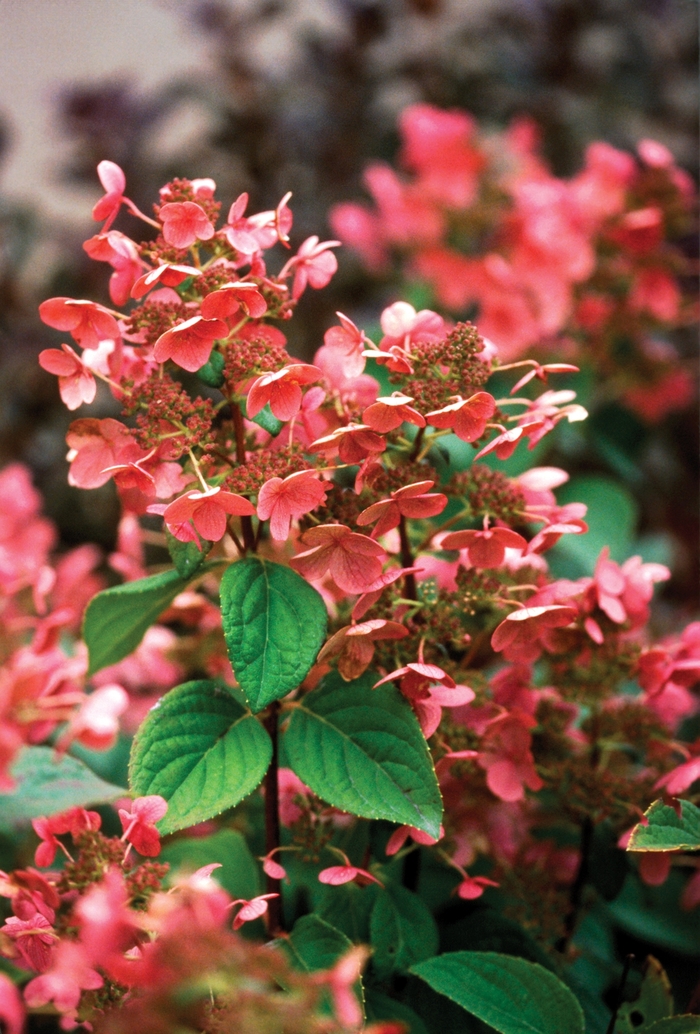 Quick Fire® - Hydrangea paniculata from How Sweet It Is