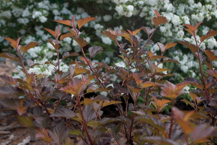 Coppertina® - Physocarpus opulifolius from How Sweet It Is