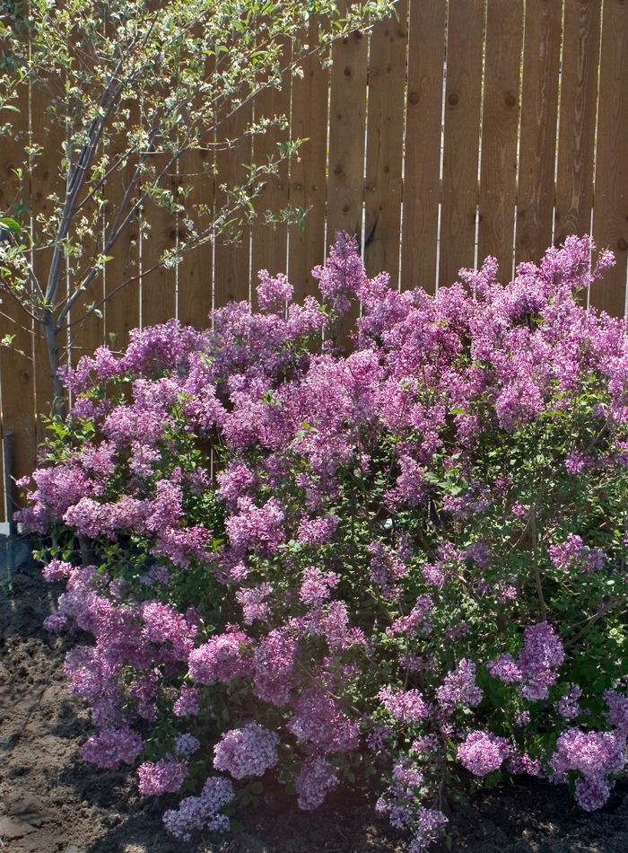 Bloomerang® Purple - Syringa x from How Sweet It Is