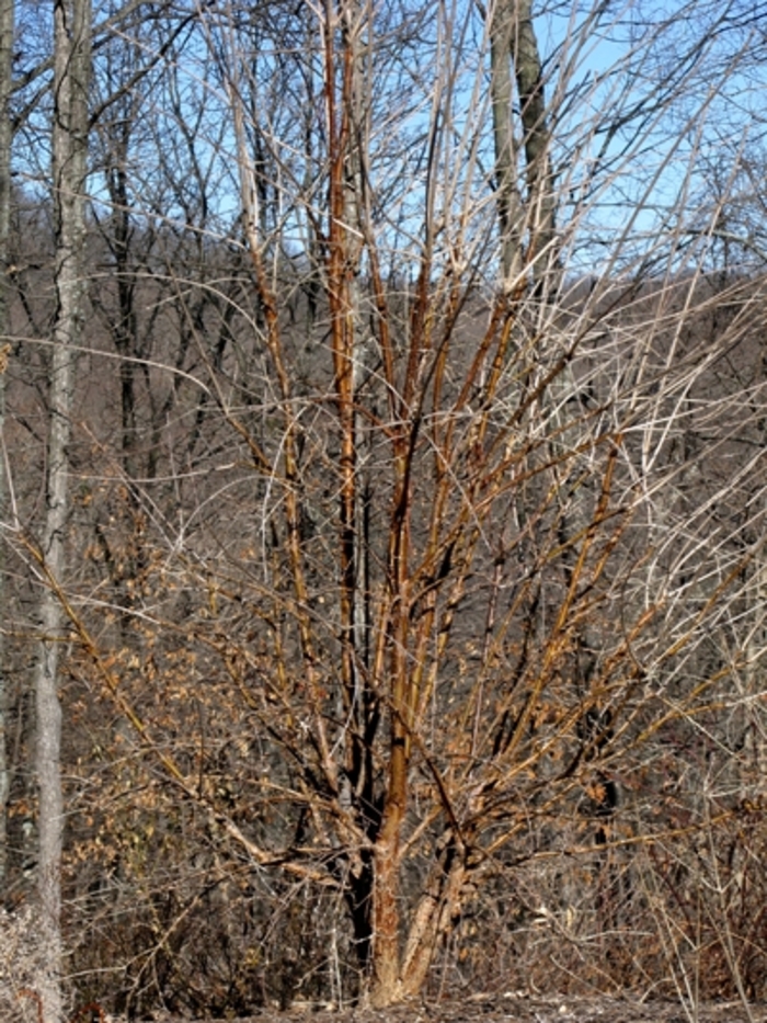 Fringetree - Chionanthus retusus (Chinese) from How Sweet It Is