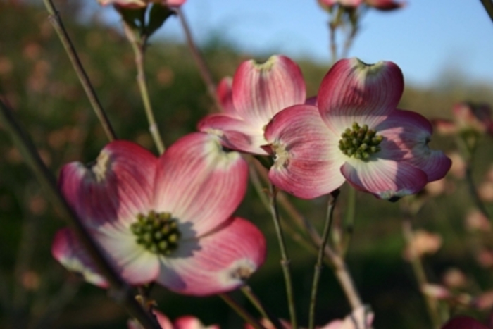 Dogwood - Cornus florida 'Cherokee Brave' from How Sweet It Is