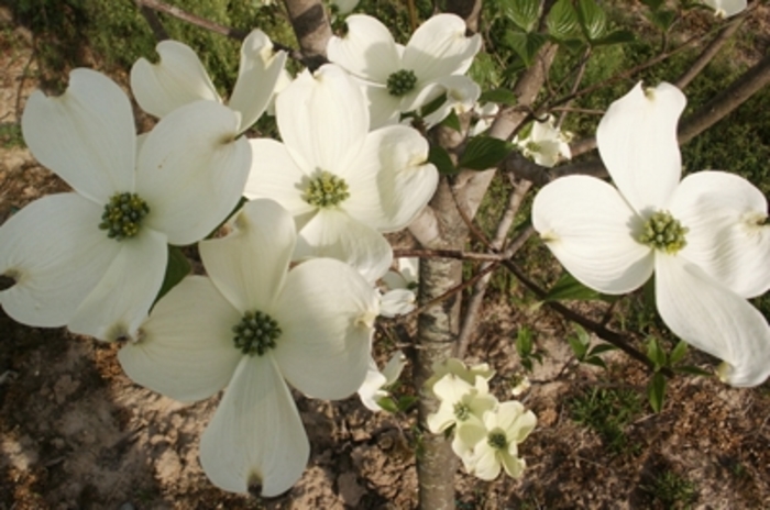 Dogwood - Cornus florida 'Cherokee Princess' from How Sweet It Is