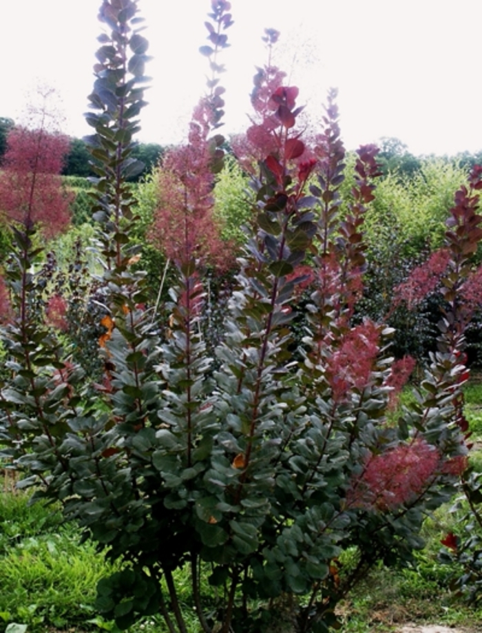 Smoke Tree - Cotinus 'Grace' from How Sweet It Is