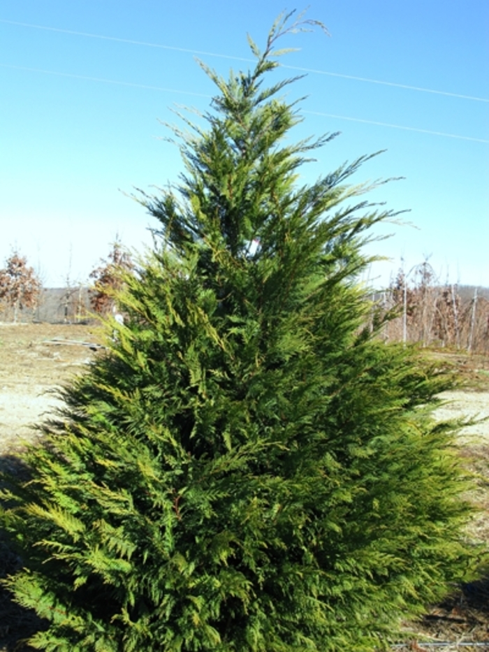 Leyland Cypress - Cupressocyparis leylandii from How Sweet It Is