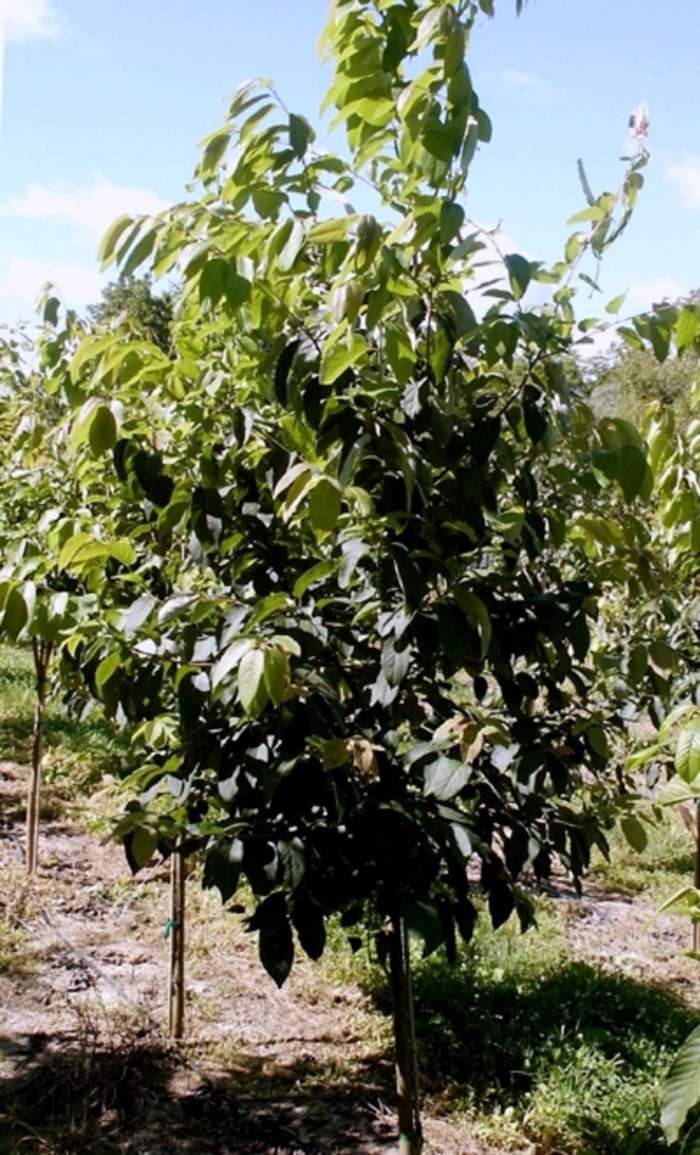 Persimmon Tree - Diospyros virginiana from How Sweet It Is