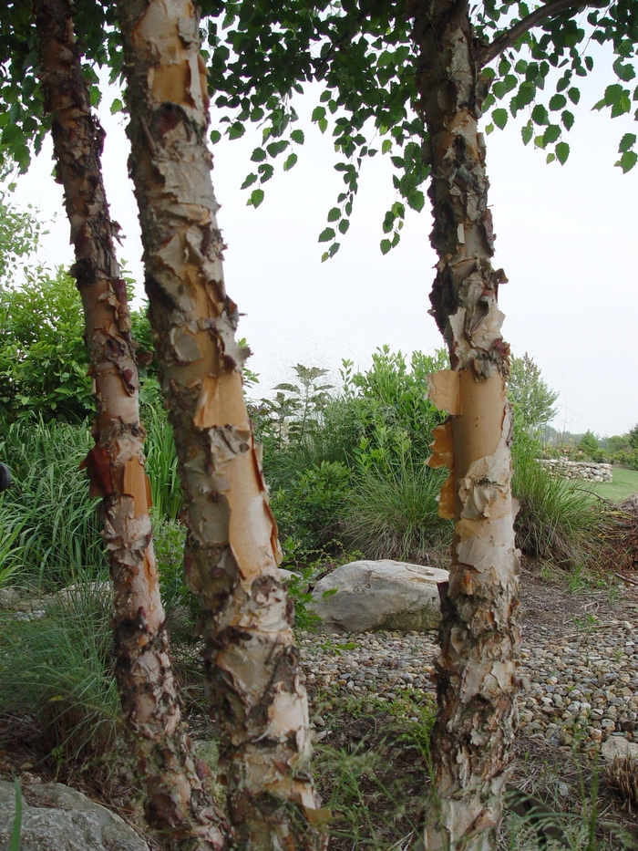 River Birch - Betula nigra 'Heritage' from How Sweet It Is