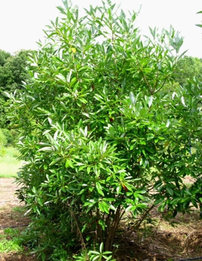 Magnolia - Magnolia virginiana 'Sweetbay' from How Sweet It Is