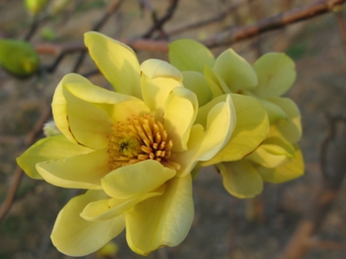 Magnolia - Magnolia x 'Butterflies' from How Sweet It Is