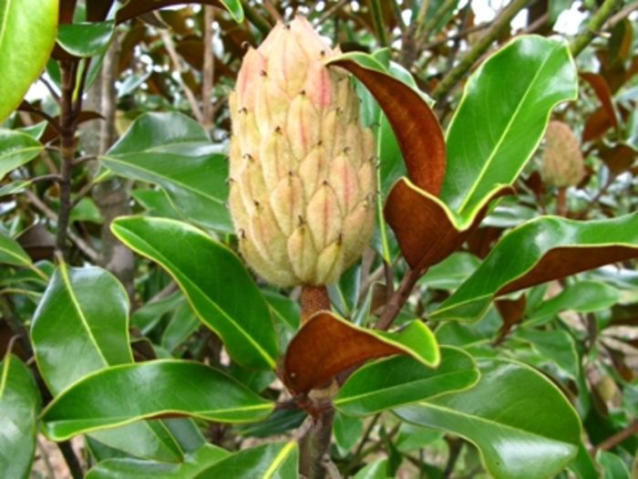 Magnolia - Magnolia grandiflora 'Bracken's Brown Beauty' from How Sweet It Is