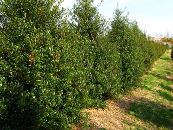 Holly - Ilex attenuata 'Fosteri' from How Sweet It Is