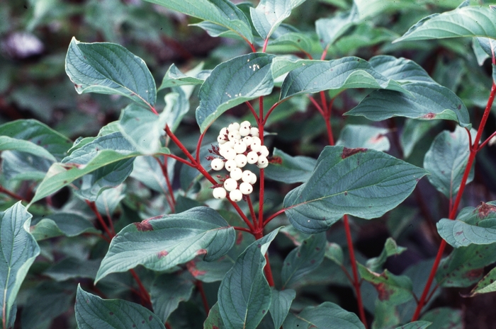 Dogwood - Cornus sericea baileyi (Red Twig) from How Sweet It Is