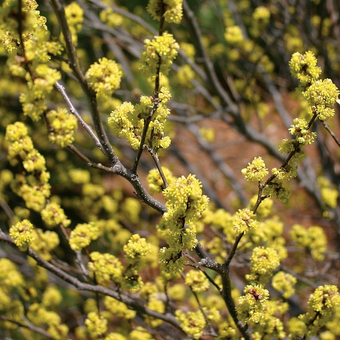 Spicebush - Lindera benzoin from How Sweet It Is