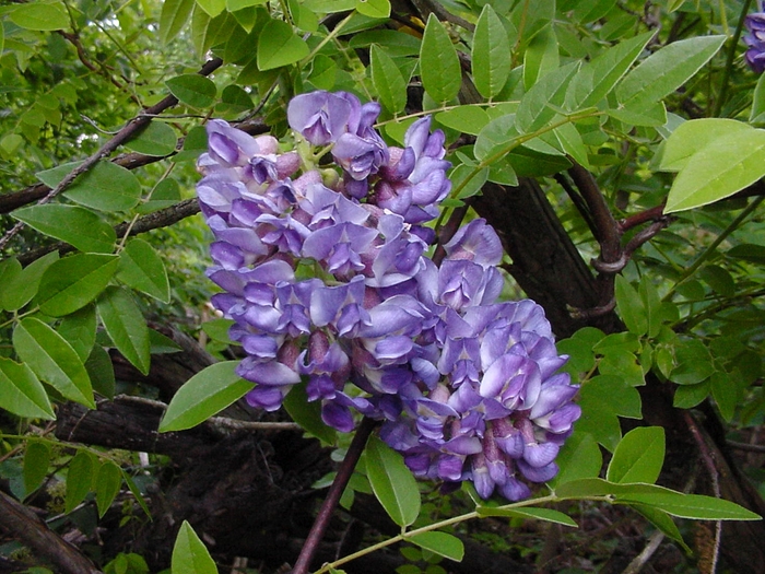 Wisteria - Wistera frutescens 'Amethyst Falls' from How Sweet It Is