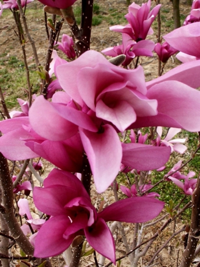 Magnolia - Magnolia x Little Girl 'Jane' from How Sweet It Is