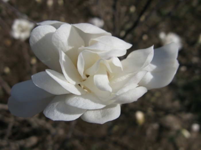 Magnolia - Magnolia stellata 'Star' from How Sweet It Is