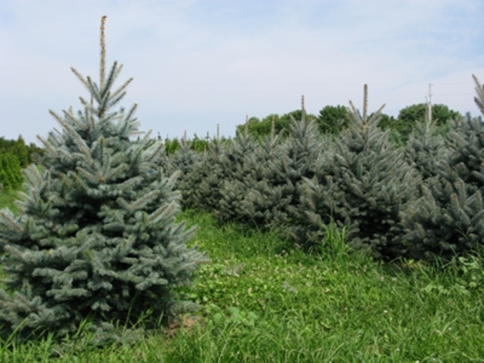 Spruce - Picea pungens 'Fat Albert' from How Sweet It Is