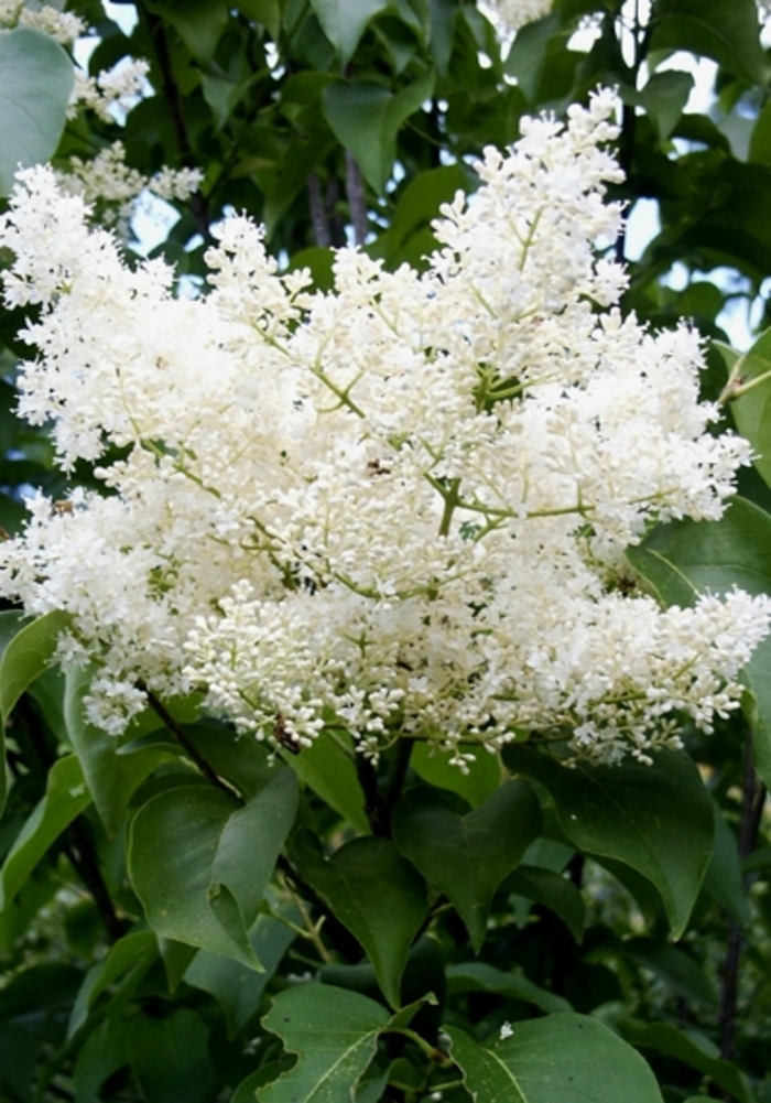 Japanese Lilac Tree - Syringa reticulata 'Ivory Silk' from How Sweet It Is