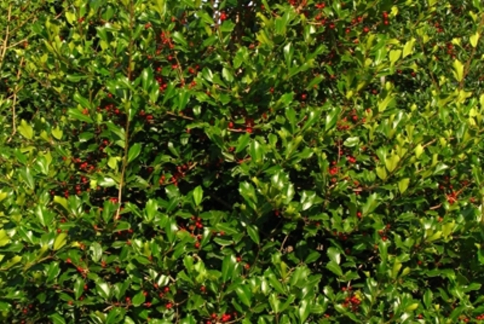 Holly - Ilex opaca ''Greenleaf'' from How Sweet It Is