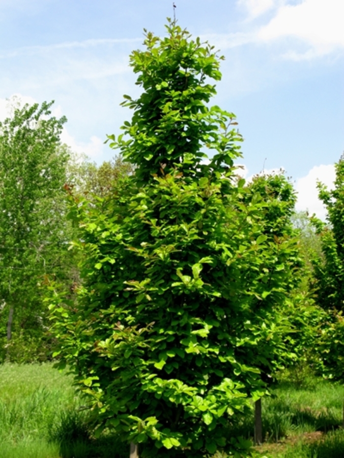 Parrotia Tree - Parrotia persica from How Sweet It Is