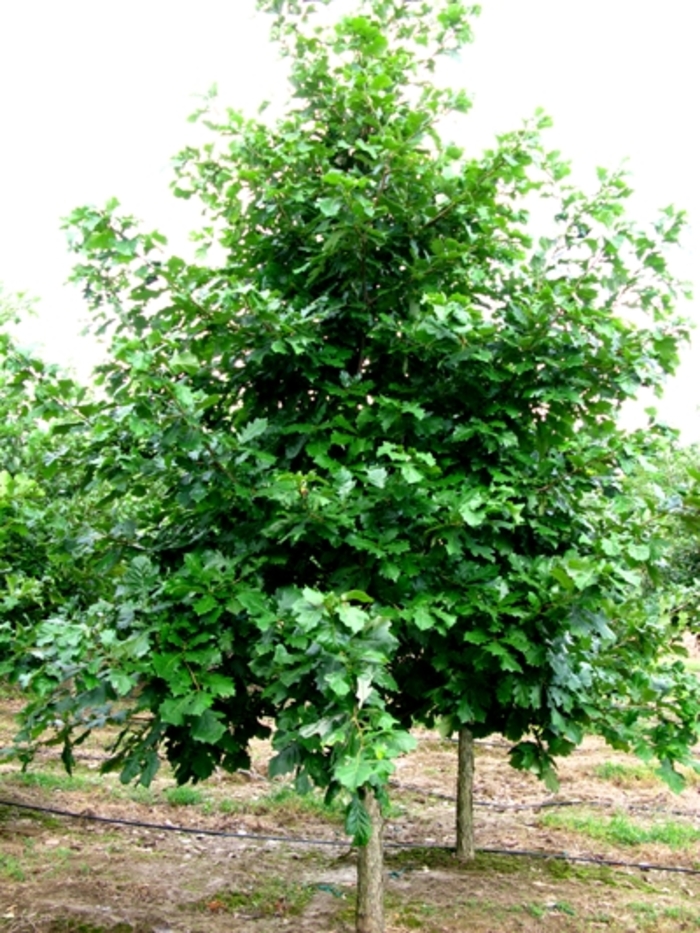 Oak - Quercus bicolor 'Swamp White' from How Sweet It Is