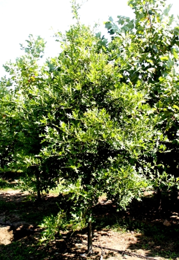 Oak - Quercus phellos 'Willow' from How Sweet It Is