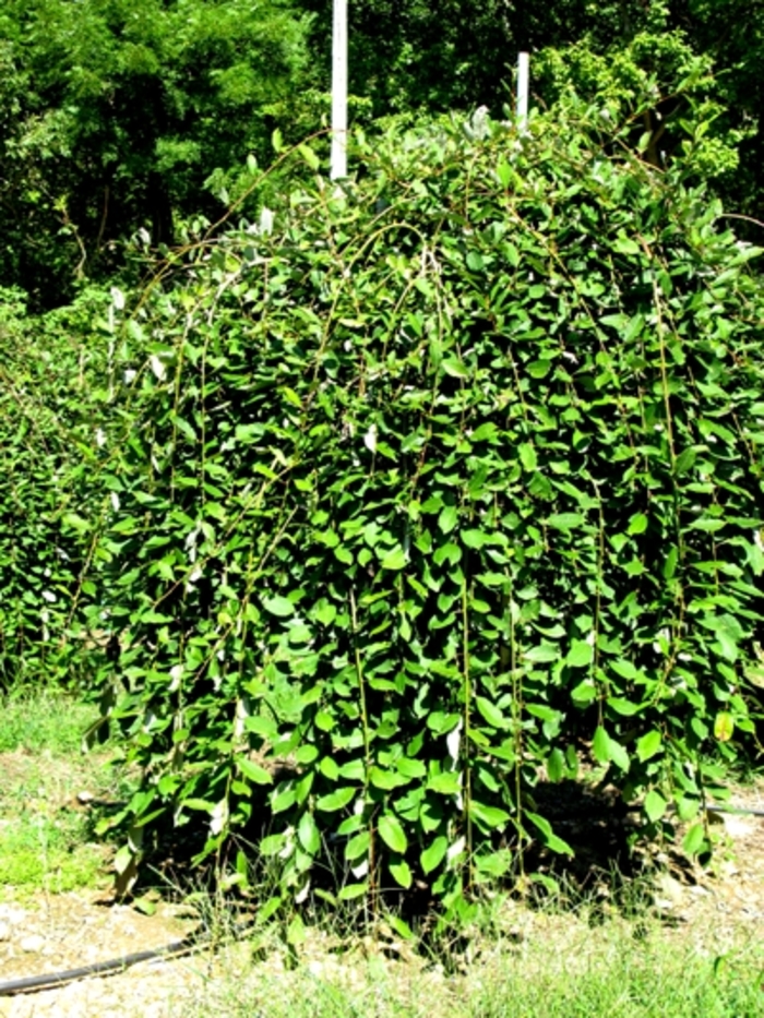 Willow - Salix caprea 'Pendula' from How Sweet It Is